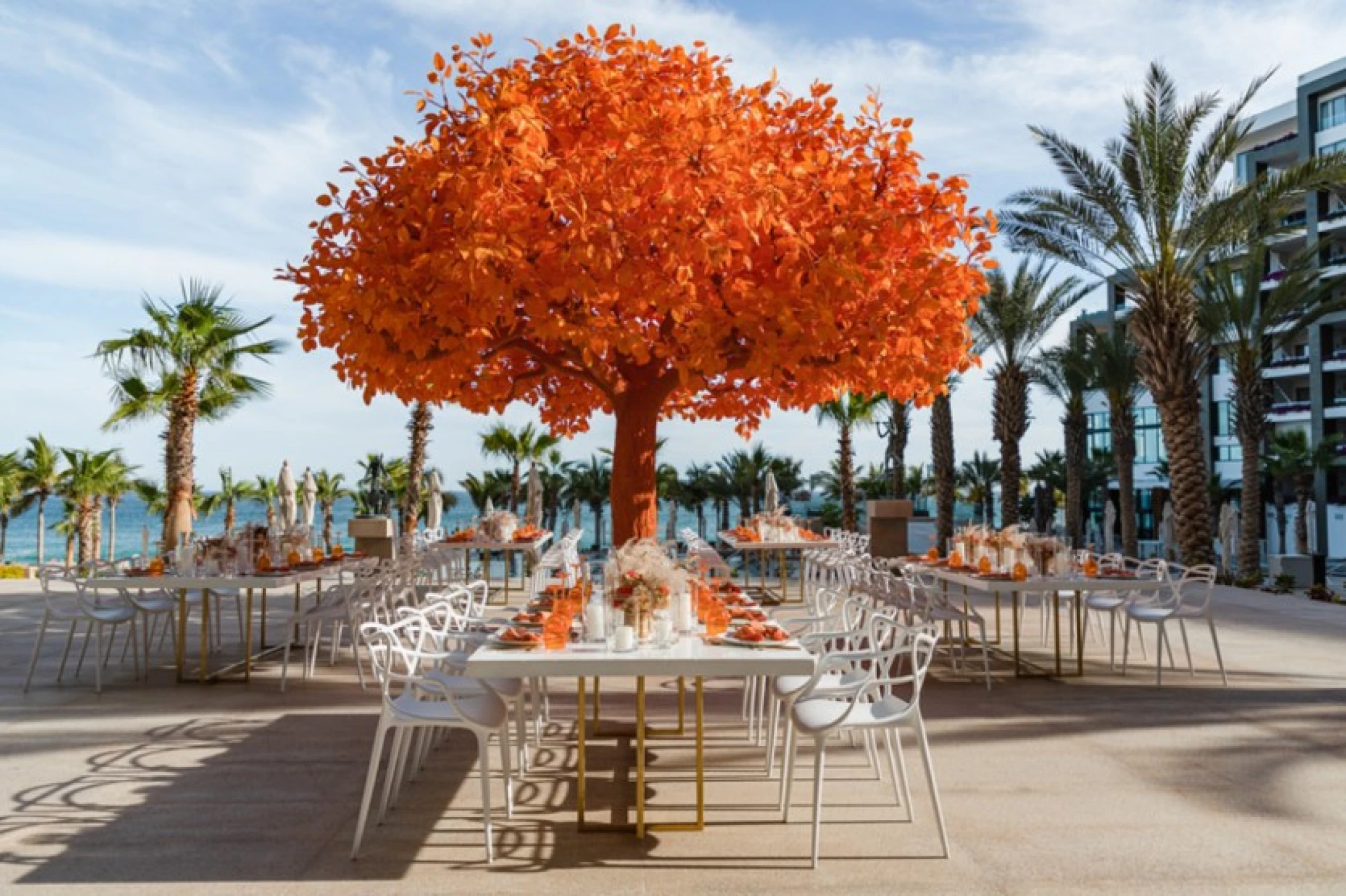 Orange Tree