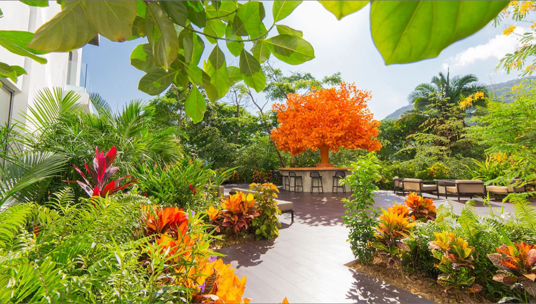 Orange Tree