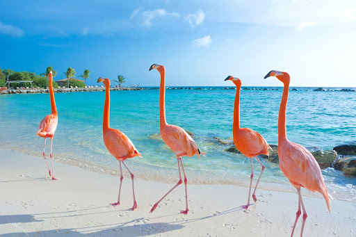 Renaissance Island